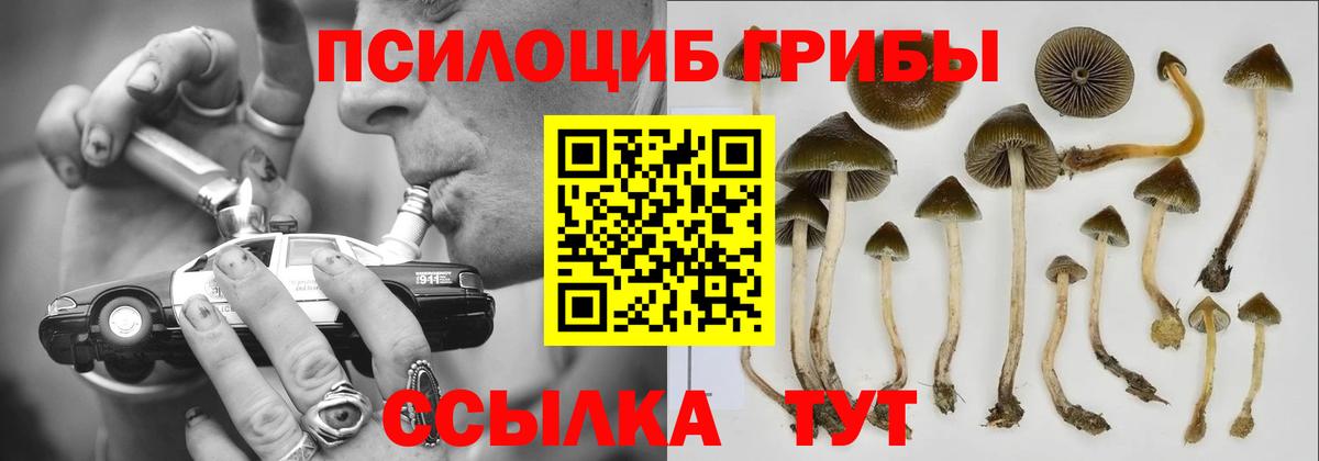 Псилоцибиновые грибы Psilocybine cubensis Моздок